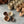 Barista cups - Amber - 80ml.